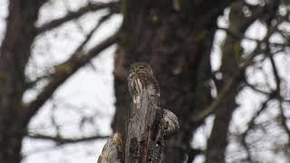 Sóweczka na polowaniu / Pygmy Owl at hunting