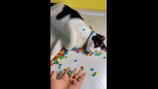 🌈🎉Amazing beads cat barsik ASMR reverse asmr video, satisfying reverse asmr beads, asmr beads #asmr