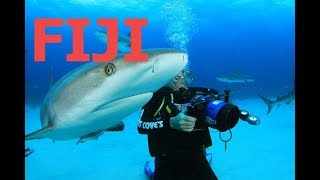 Fiji  BULL SHARKSHARK DIVING FIJI Mamanuca Yasawa  Islands