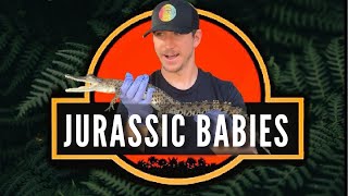 How Big Are Baby SALTWATER CROCODILES?!?! | Baby Dinosaurs | Primitive Predators