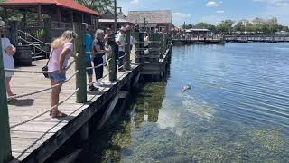 The Villages Florida Alligator came to say hello in Lake Sumpter