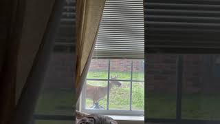 Wild Visitor: A Deer Peeping in My Window #shorts