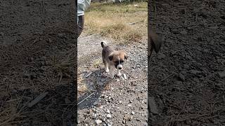 "His walk 💗" #puppy #cutepuppy #dogs #lovedogs #dogshorts #streetdog #happydiwali