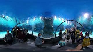 Isfahan Iran Large Aquarium. Photo VR 360 Tourist walking in Isfahan 2022 -1401