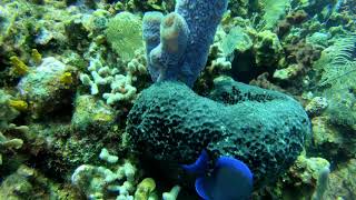 Diving in Roatan, September 2018