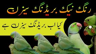 ringneck breeding season / kya ab breed Le sakte hain / Urdu Hindi