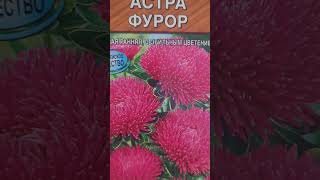 За окном снег и мороз, а руки уже тянутся к семенам. Астры - осенние королевы❤️