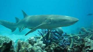 Tawny at Phils Lagoon Best Snorkeling Great Barrier Reef.AVI