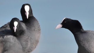 Folaghe, pace relativa - Coots, relative peace (Fulica atra)