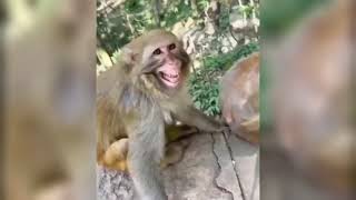 Most Funny Videos | Animal Funny Videos :D