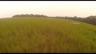 Drone Footage Of Our Painted Dogs In Gabon | The Aspinall Foundation