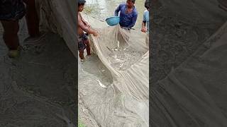 Amazing Boy Big Snakehead Fish Catching With#video #fish #fishcomedy #fishingtechniques #fishingtips