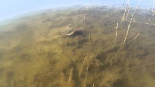 Redfish and a ray, Kayaking in Copano Bay Texas