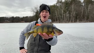 Wisconsin Early Ice Slam!! (HUGE PERCH)