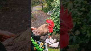 Funny Halloween #animalshorts  #backyardanimals #farmanimals #rooster #chicken #animallover