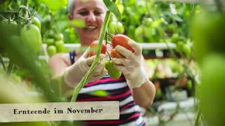 Tomatenanbau bei Matthias