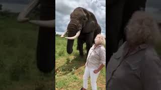 Elephant Takes off and Hides Woman's Hat in Mouth Then Returns it on Request