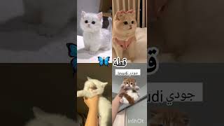 ما هو حيوانك المفضل؟ 💞