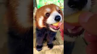 Mnom mnom NO COMMENTS Red Panda #ChyarMogo #бомжкореи