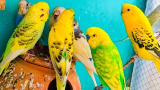 All My Birds 🥰 | Aviary Birds | Love Birds | Baggier | Dove | Birds Feeding