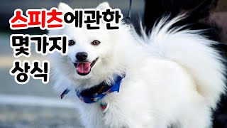 스피츠에관한몇가지상식