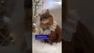 С добрым утром #котики #доброеутро #наработу