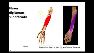 Bio4_Module 10_Lab Muscles of the forearm