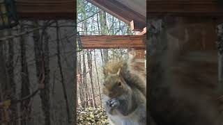 Gray Squirrel close up #squirrel #wildlife #nature #squirrelwatching #birds