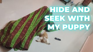 Hide and Seek With my Puppy/கண்ணாமூச்சி ஆட போரோம்.#shihtzu #doglover #puppy #pets #dadslife #hooman