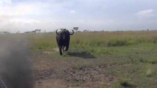 Buffalo Charge With Nambiti Hills