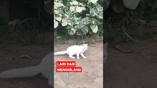 LARI DAN MENGHILANG #shorts #kucing #kucinglucu #kucingimut #kucingkampung #cats #istanalokajaya