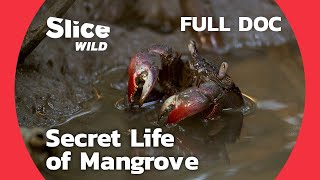 The Fascinating Adaptations of Life in the extreme Environment of Vietnam's Mangroves | SLICE WILD