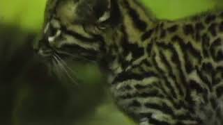 Ocelot kitten Playing In Zoo