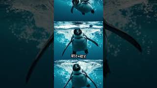 Try try again till you succeed | सफल होने तक पुनः प्रयास करें #penguin #animatedstories #story