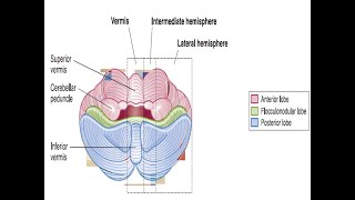 Functional Anatomy