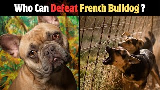 6 Dogs That Could Defeat French Bulldog