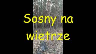 Sosny na wietrze