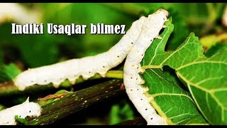 indiki usaqlar bilmez.    ipek qurdu barama. bu qurdlar ipek saplar hazirlayir 2018