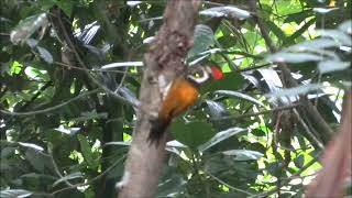 Woodpecker bird ( Maram Kothi )