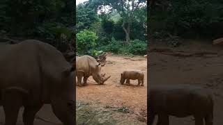 Baby rhino meets her daddy