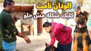 الكلب ودانه نامت. شكله بقي مش حلو|| ياخساره فلوسنااا #ابّونور #سوقالكلاب