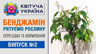 Фікус Бенджаміна опадає листя. Рятуємо фікус Бенджаміна обрізка, обробка Епіном.