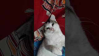 tuntuni #viral #cat #shortvideo #love #kitten #viralreels #youtubeshorts