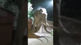 Wild Elephant (Padayappa) opens the gate and enters a house in Munnar, Kerala