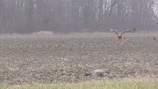 SLOW MOTION RED-TAILED HAWK  LANDING NEAR ROADKILL RACCOON