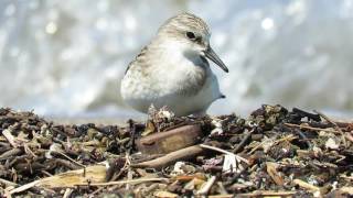 Shore bird