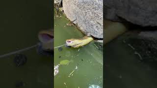 Unique method to catch Eel in Hole 🐟🐟 Best Eel fishing video #shorts