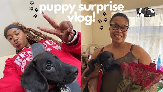 surprising my mum with a puppy!