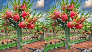 How long does it take to grow your own dragon fruit?Can dragon fruit be grown at home?