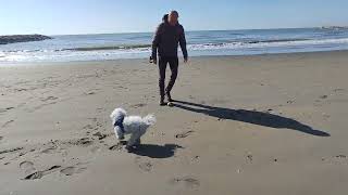 Crazy Baloo the Maltipoo plays on the beach